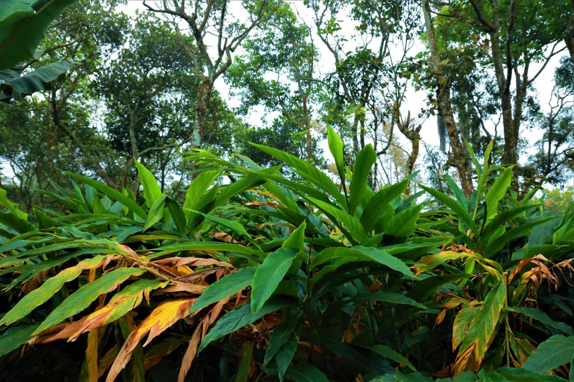 Peakaavu Cottages Idukki Exterior photo